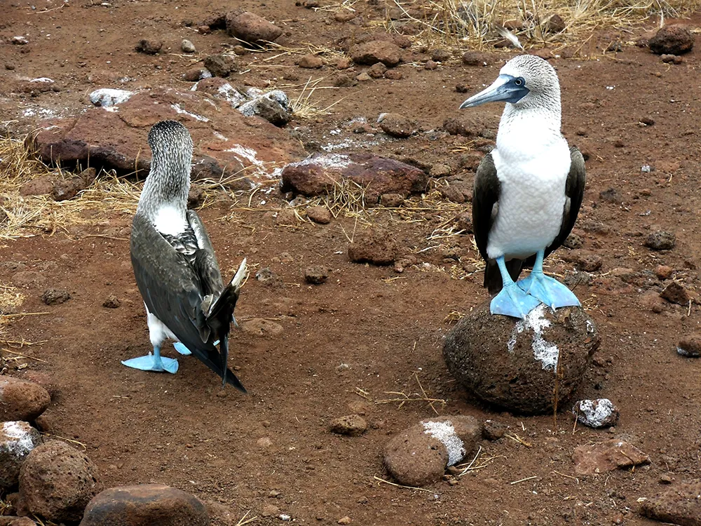 Blue-footed booby. Definitely one of the most exciting birds in the Galápagos Islands.