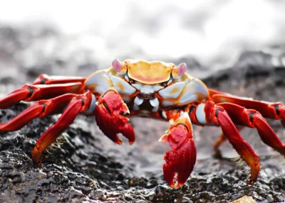 Red Galápagos crabs.