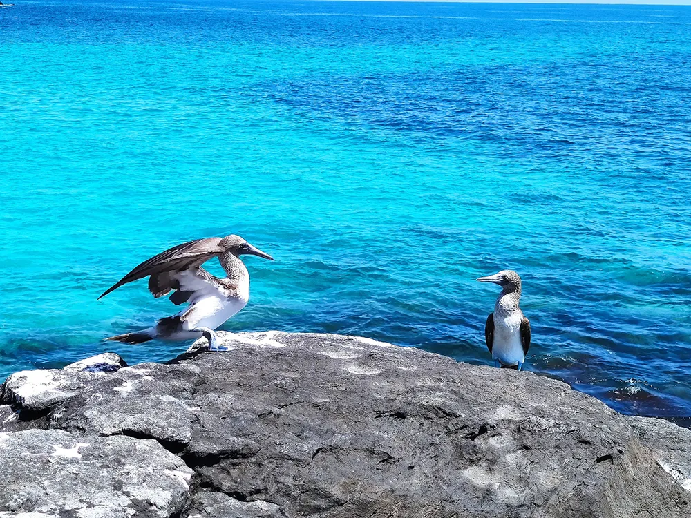 Blue-footed booby. Definitely one of the most exciting birds in the Galápagos Islands.
