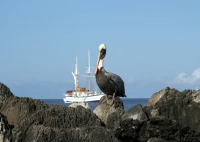 Pelican in the Galápagos Islands.