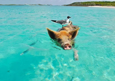 Bahamas Pig Beach