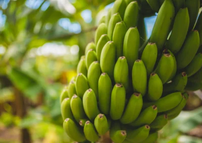Bananas have been grown on Madeira for a long time, but since the EU changed the standard for how big bananas should be, Madeira is no longer allowed to export its bananas