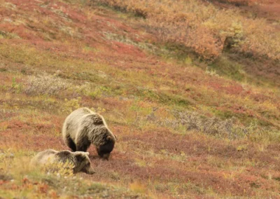 Grizzly bears, Denali National Park, Alaska, USA