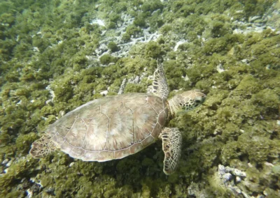 Guadeloupe turtle