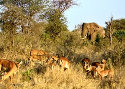 Serengeti National Park, Tanzania