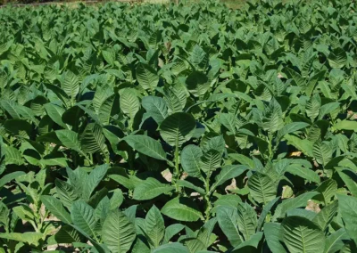 Tobacco field, Cuba