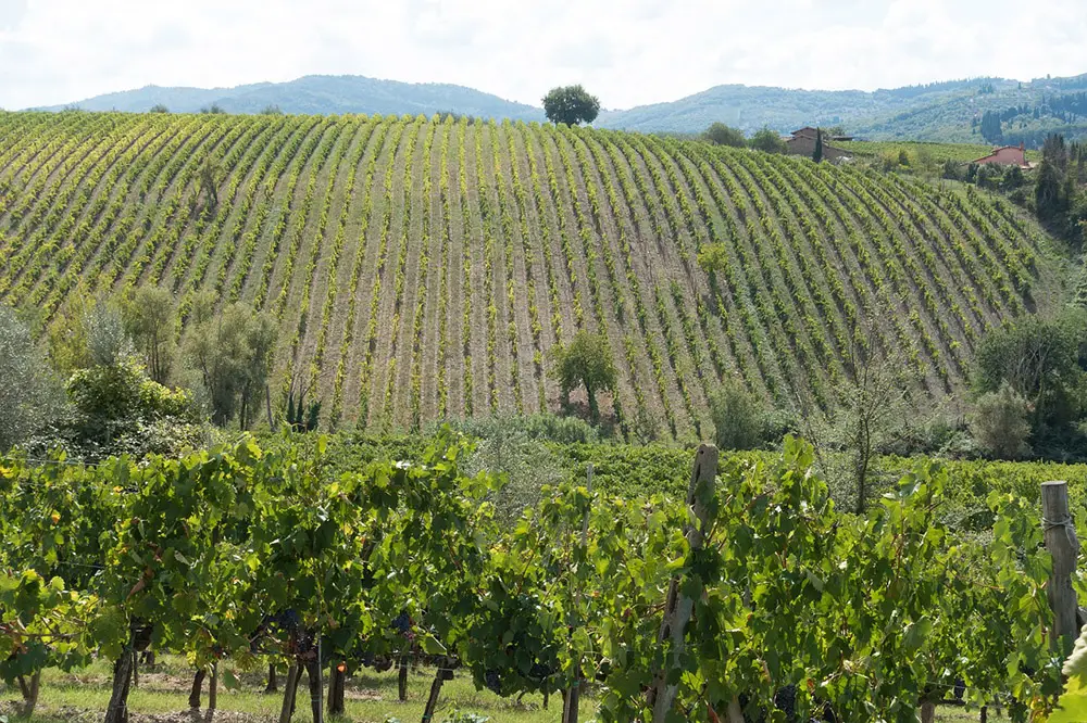 Wineyard Piemonte Chianti Tuscany