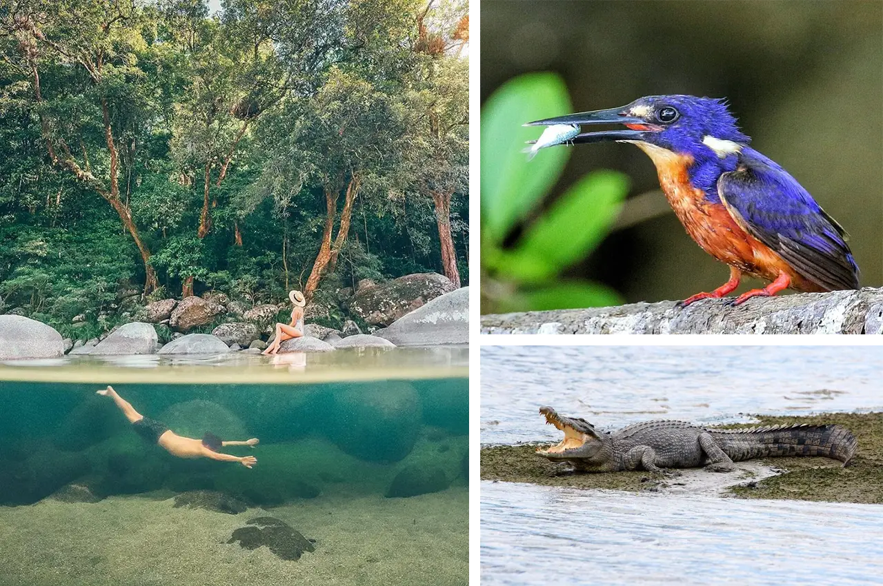 Daintree National Park in Far North Queensland is one of the planet's oldest ecosystems and is a Wet Tropics World Heritage Site.