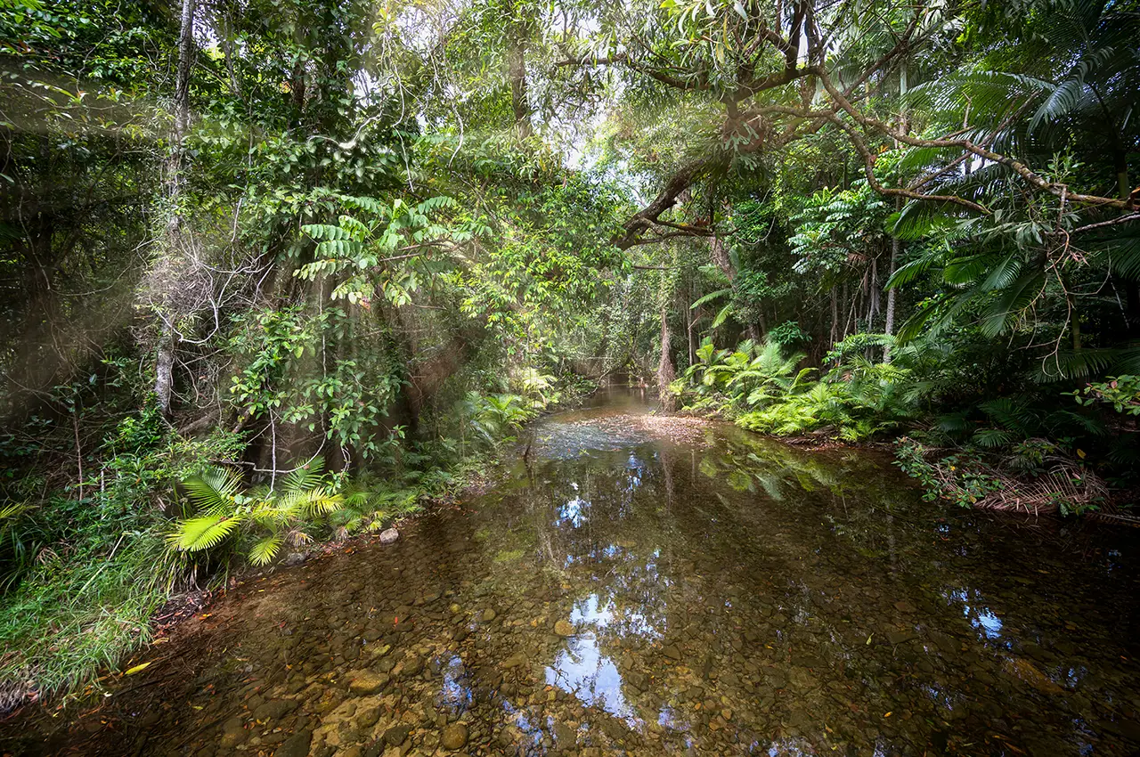 Daintree National Park - stream of clean water flowing through the daintree tropical rainforest at queensland, australia